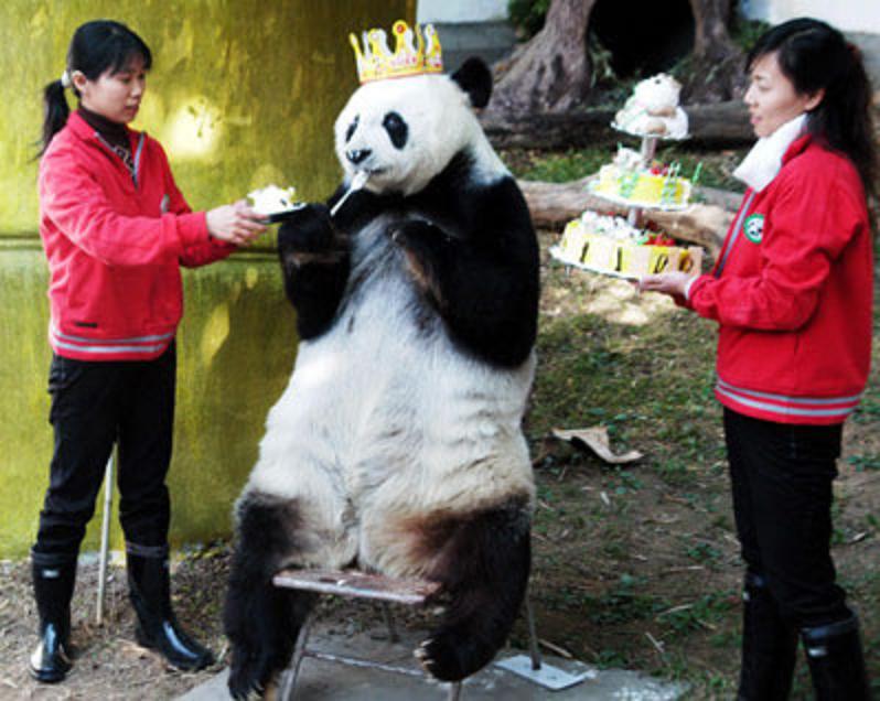 panda, wealth, success