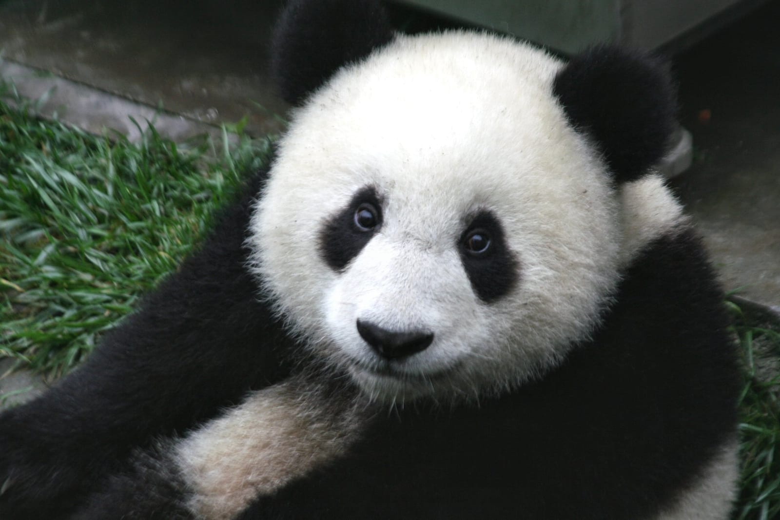 PANDAS, success, wealth
