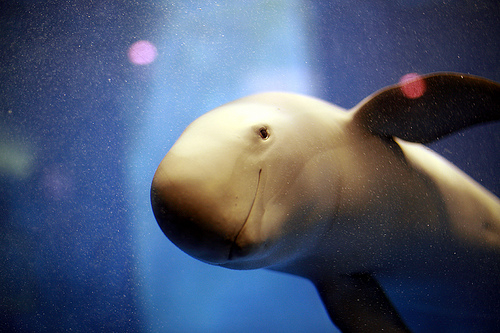 porpoise, financial freedom, purpose