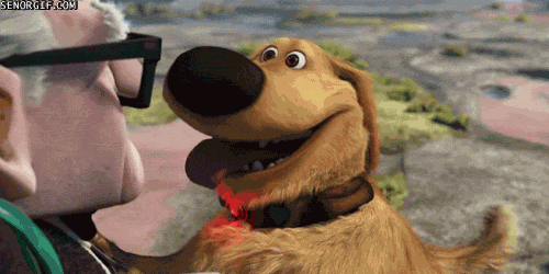 UP, dog, squirrel, success