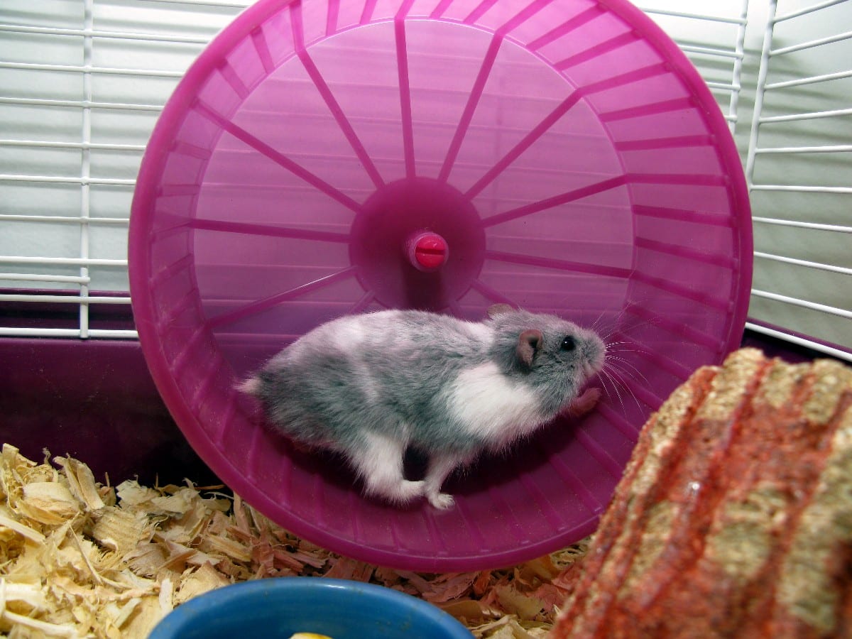 rat race, success, hamster