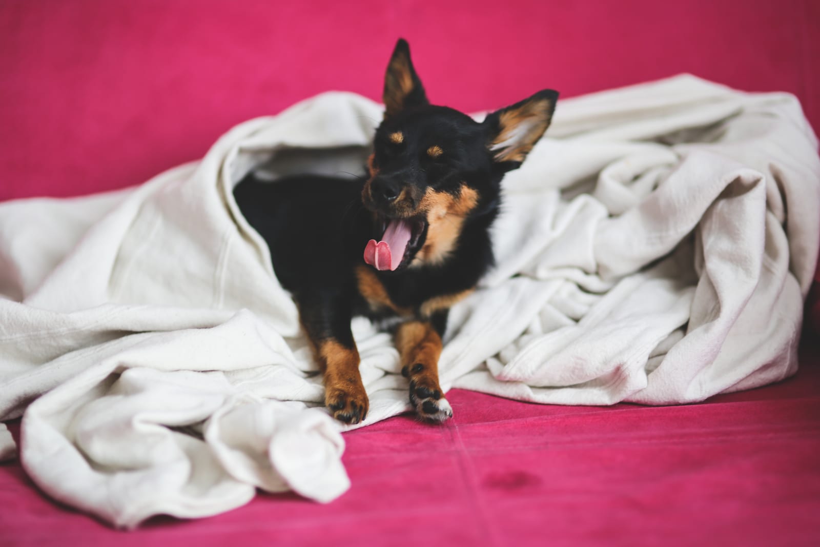 dog, lazy, unemployed
