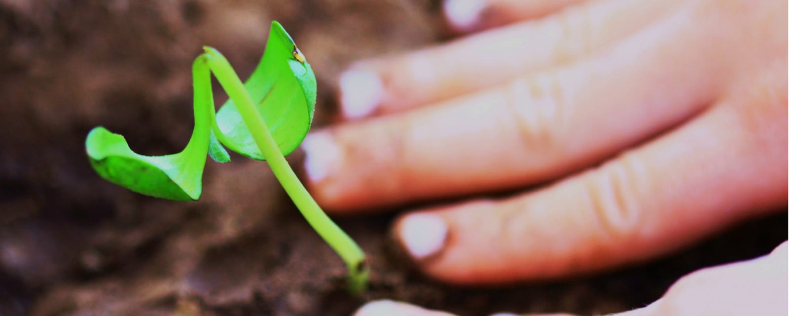 plant, small, success, growth, Chinese bamboo